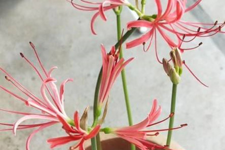 石蒜 石蒜