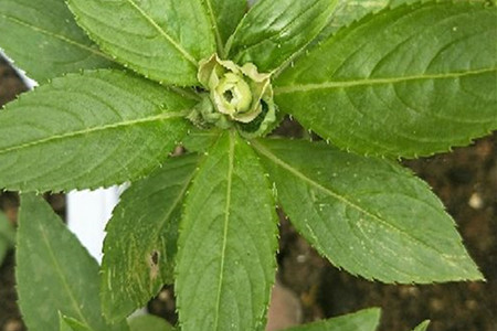 茶花凤仙 茶花凤仙