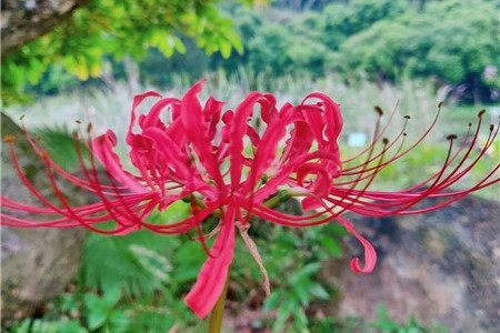 彼岸花 彼岸花