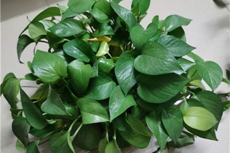 绿萝 绿萝