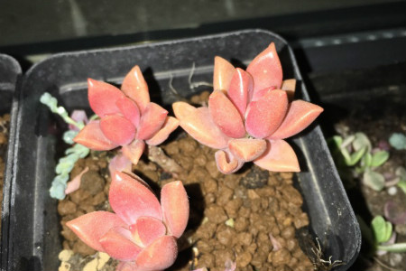 胧月 胧月