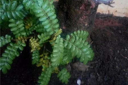 清香木 清香木