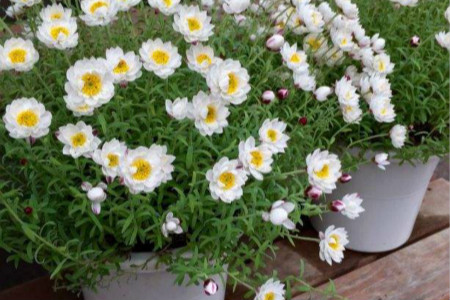 白晶菊 白晶菊