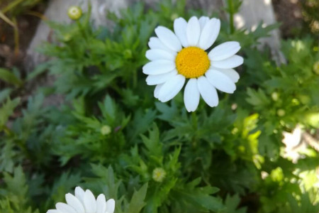 白晶菊 白晶菊