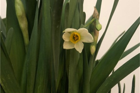 水仙花 水仙花
