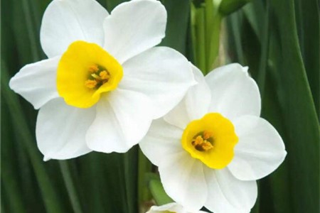 水仙花 水仙花