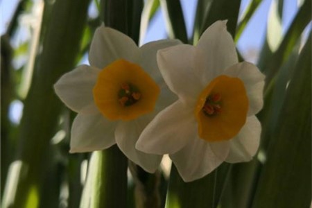 水仙花 水仙花