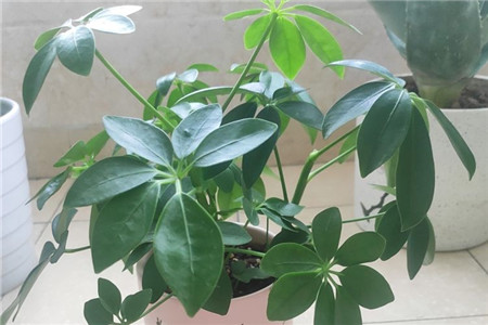 招财树 招财树