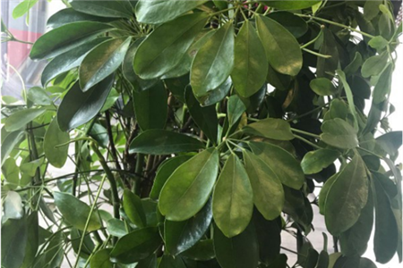 招财树 招财树