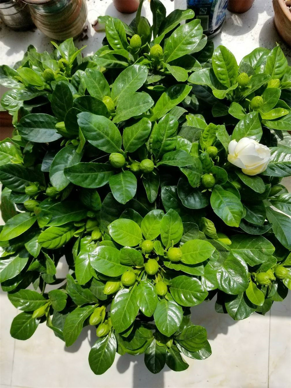栀子花 栀子花