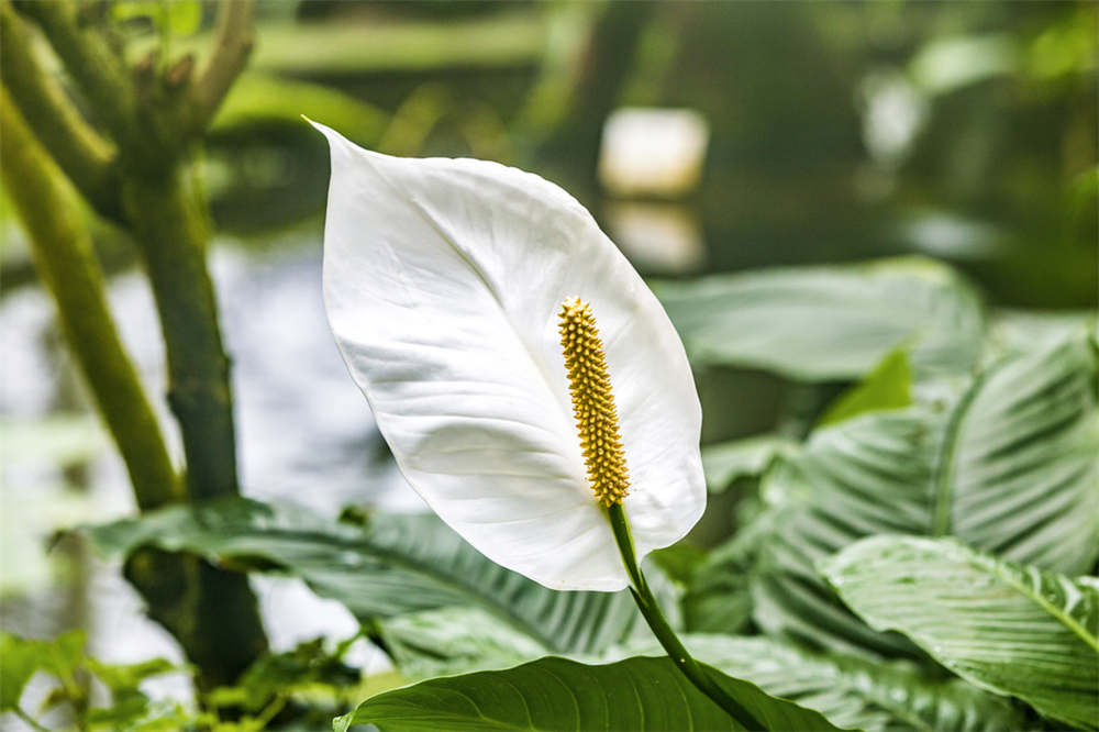 白掌 白掌