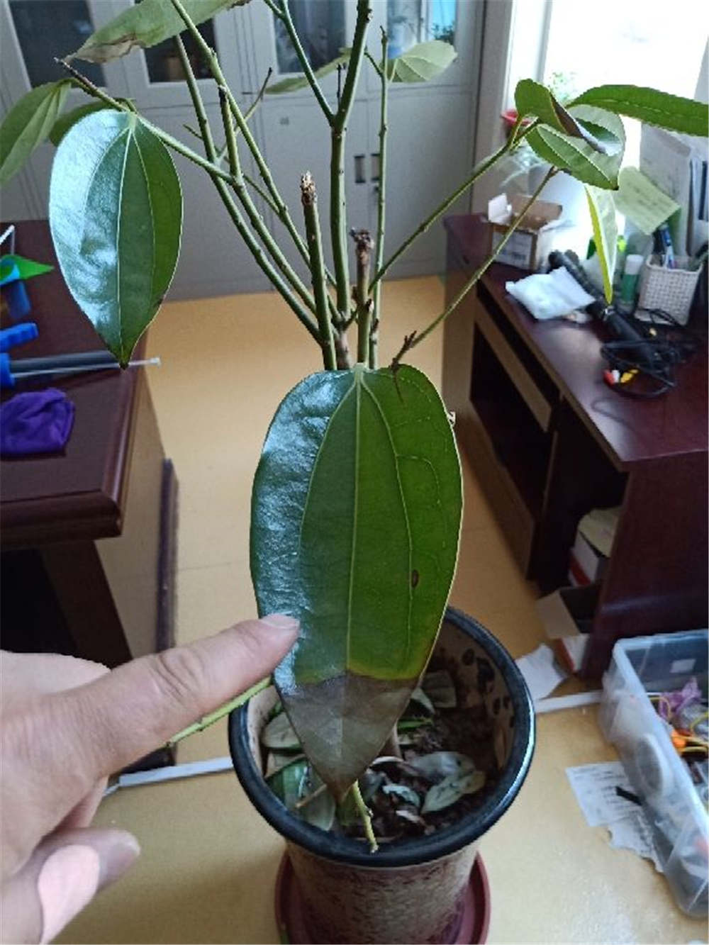 平安树 平安树