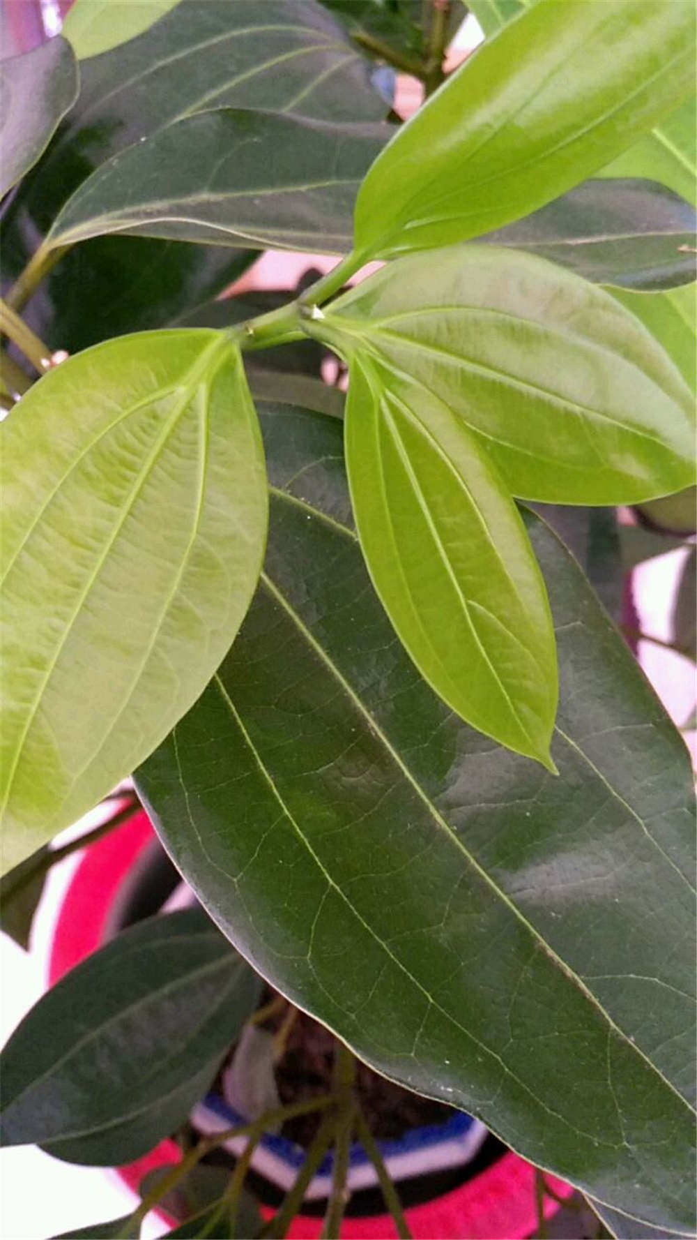 平安树 平安树