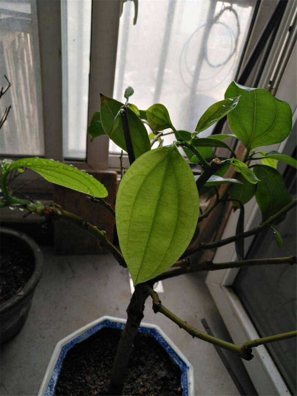 平安树 平安树