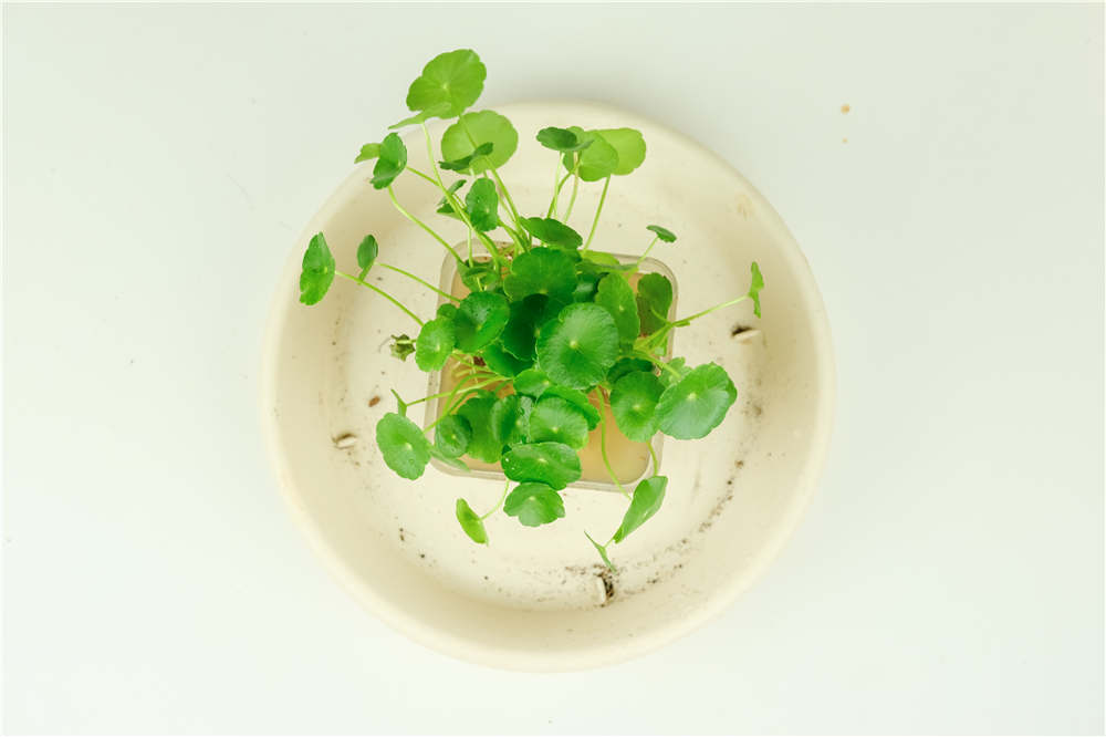铜钱草 铜钱草