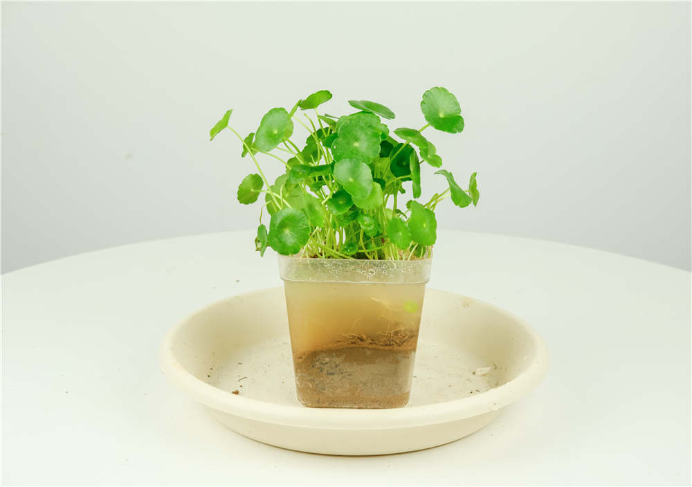 铜钱草 铜钱草