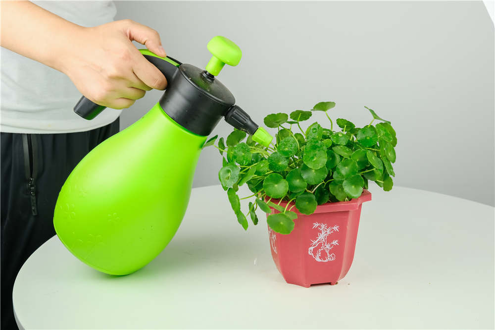 铜钱草 铜钱草