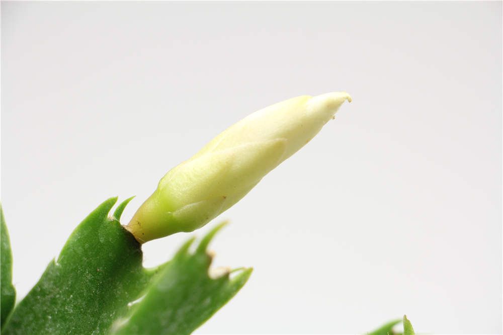 蟹爪兰 蟹爪兰