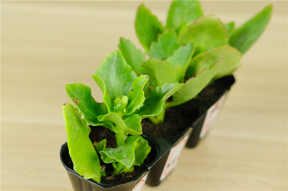 长寿花 长寿花