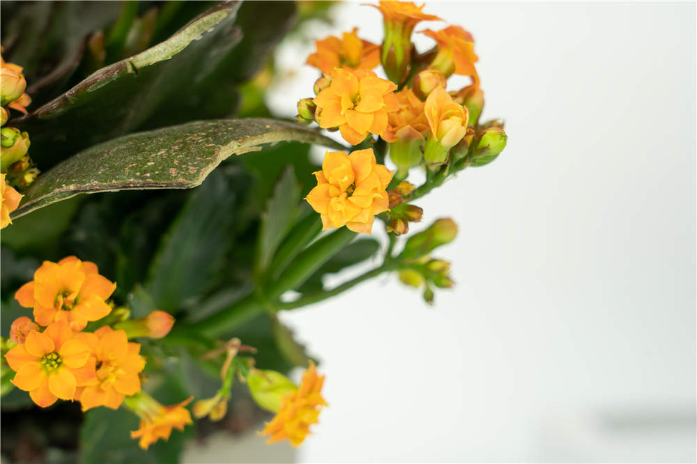 长寿花 长寿花