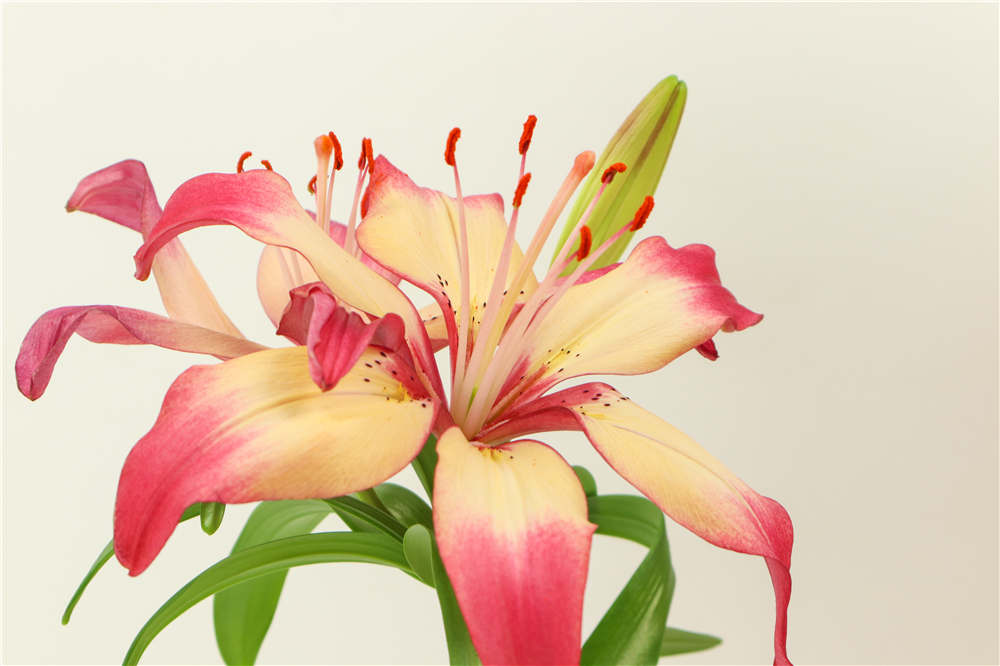 百合花 百合花