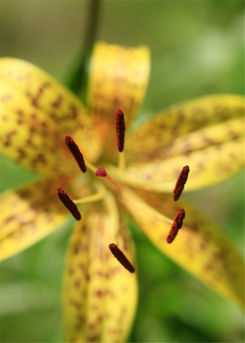 百合花 百合花