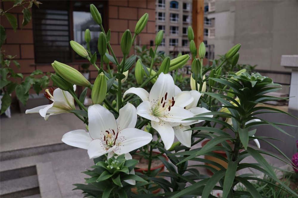 百合花 百合花