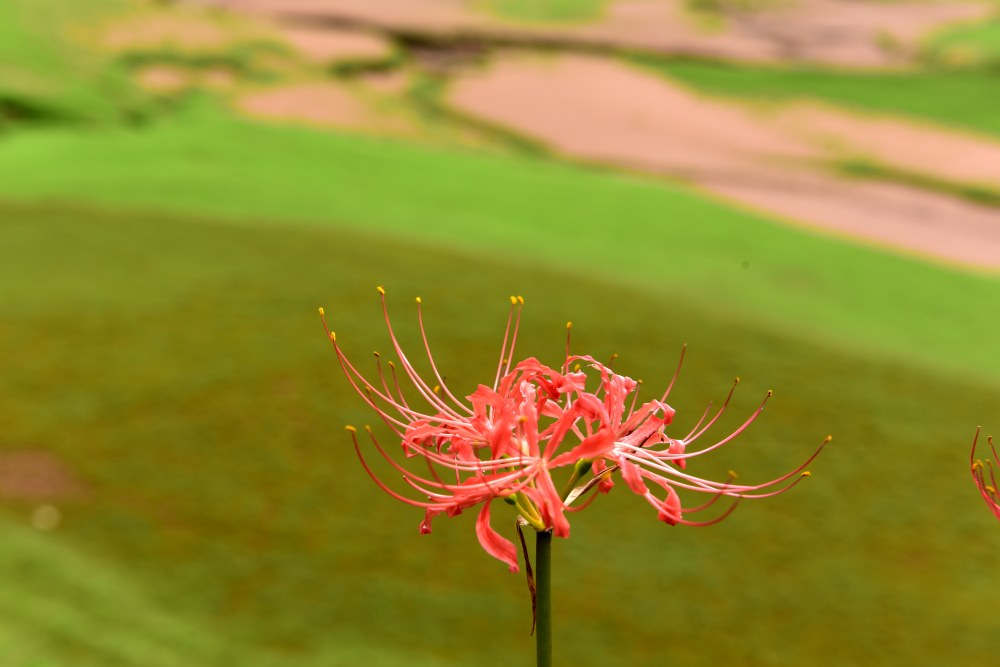 彼岸花 彼岸花