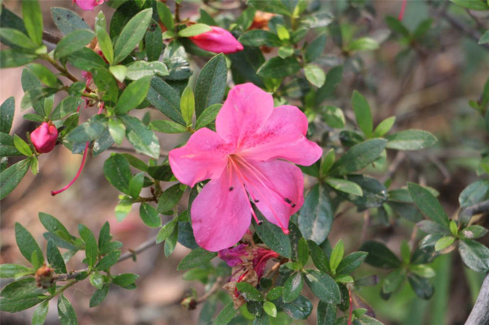 杜鹃花 杜鹃花