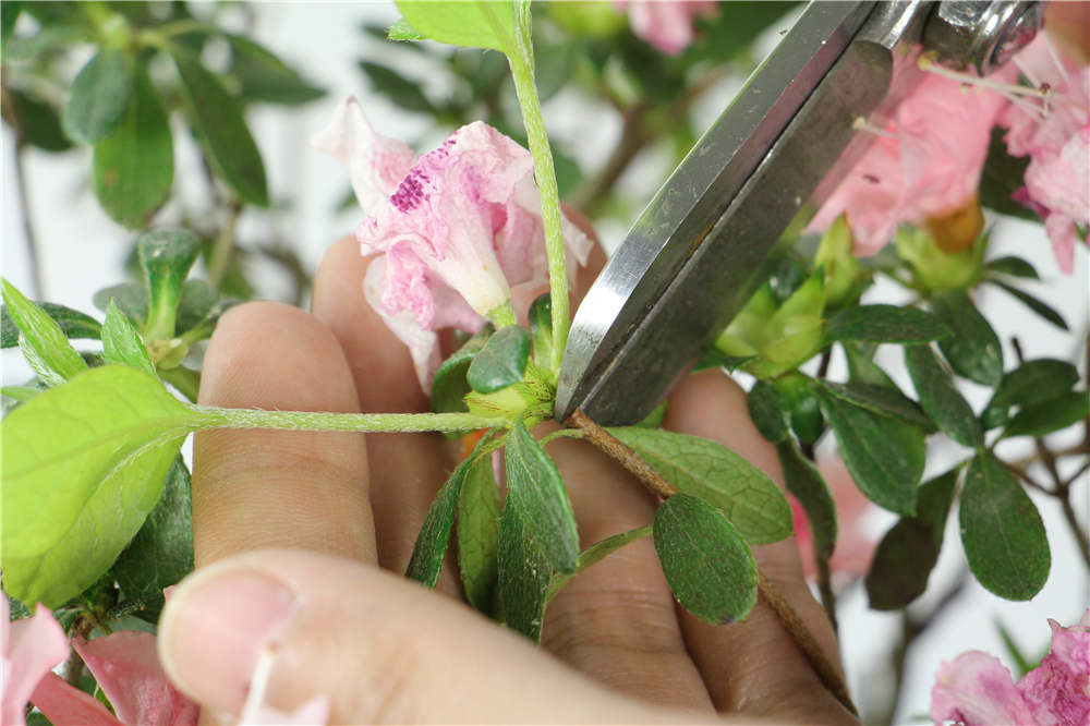杜鹃花 杜鹃花