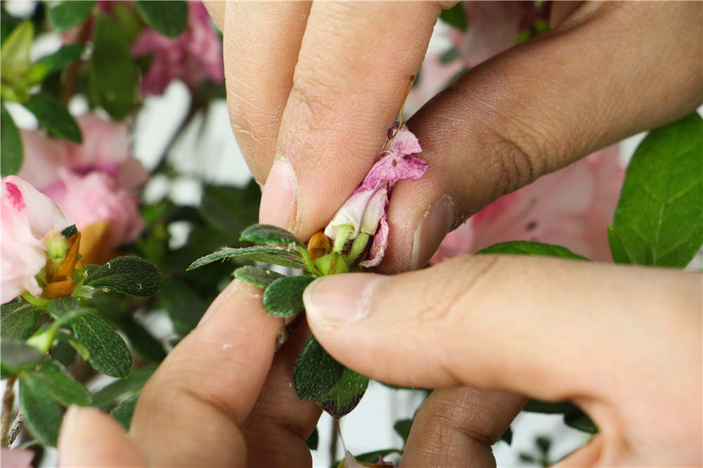 杜鹃花 杜鹃花