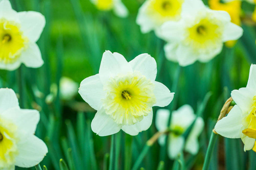 水仙花 水仙花