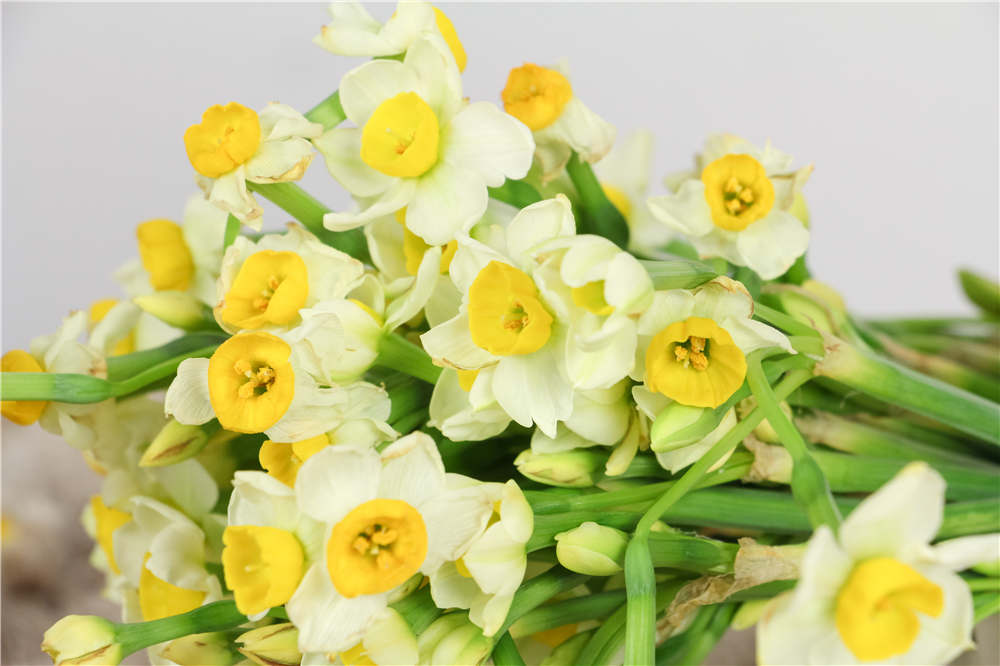 水仙花 水仙花