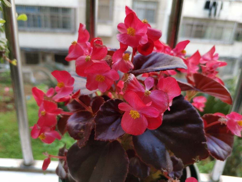 四季海棠 四季海棠