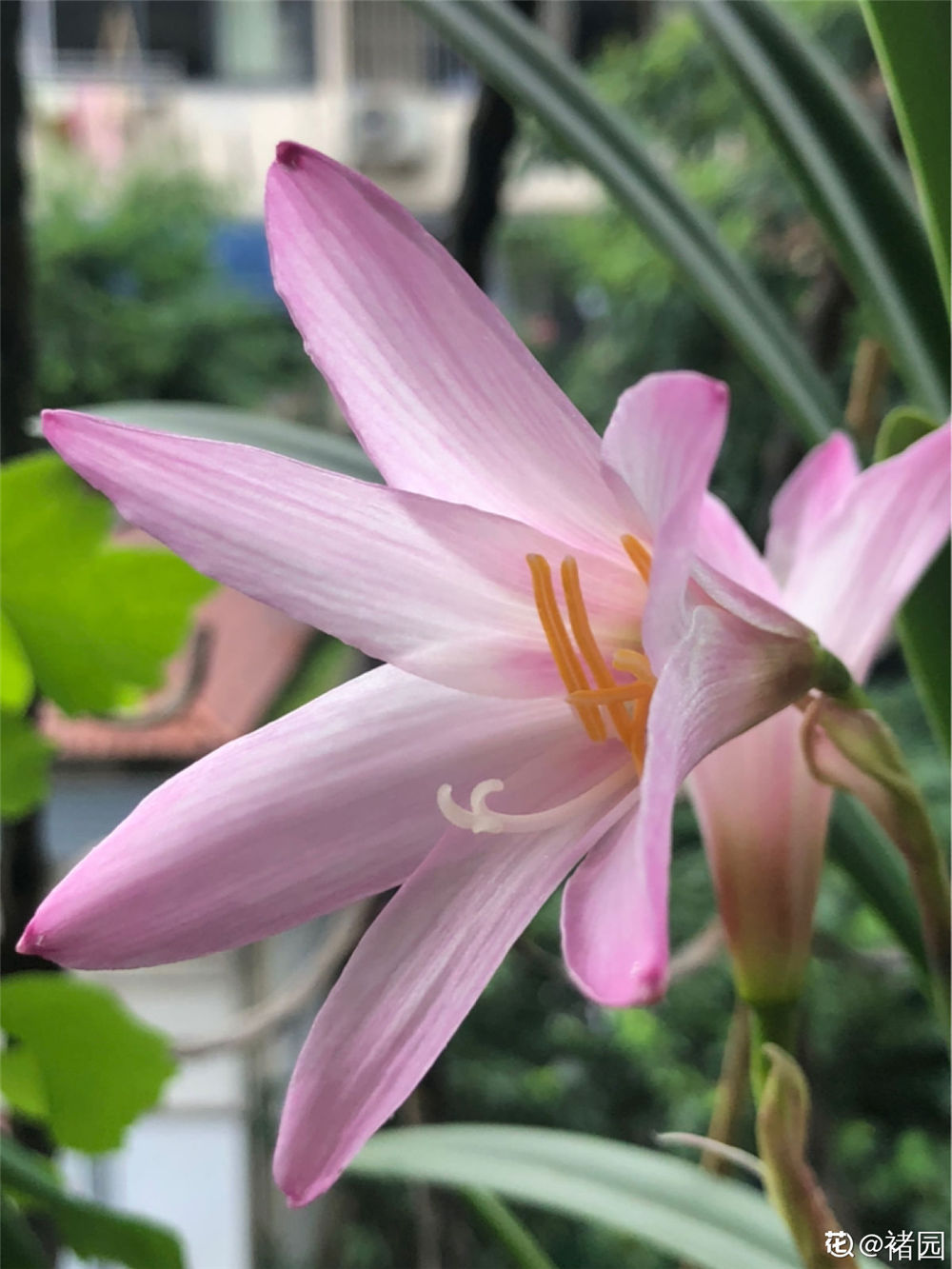 风雨兰 风雨兰