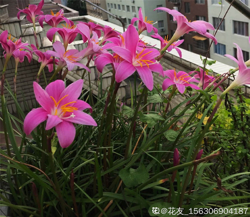 风雨兰 风雨兰