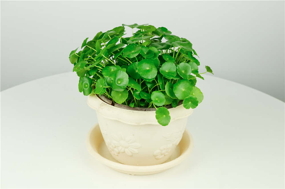 铜钱草 铜钱草