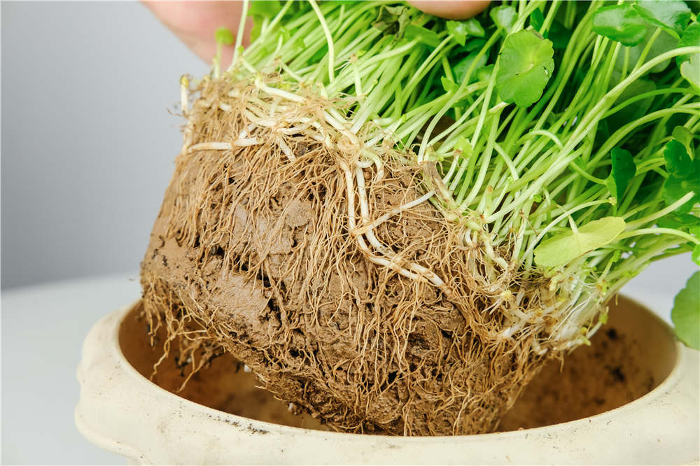 铜钱草 铜钱草
