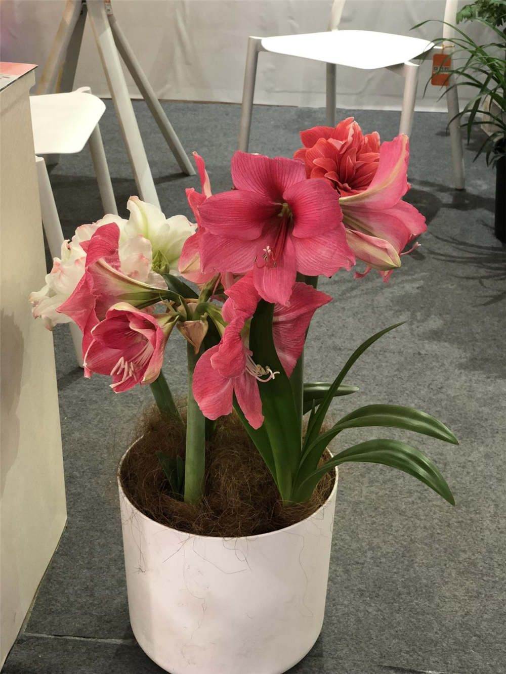 朱顶红 朱顶红