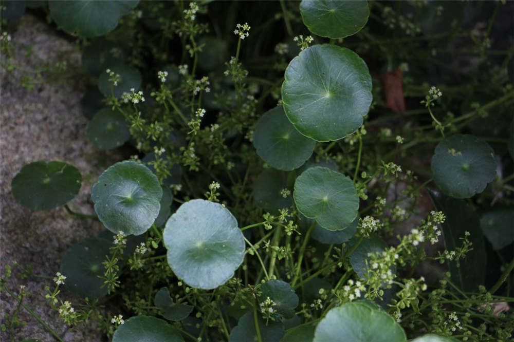 铜钱草 铜钱草
