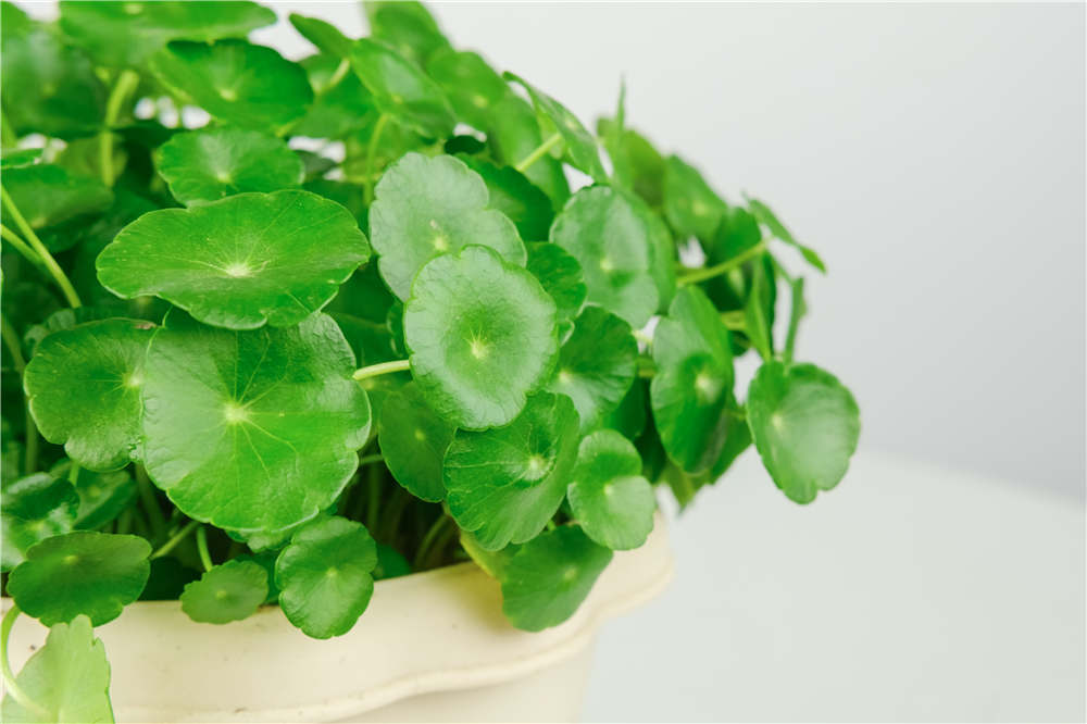 铜钱草 铜钱草