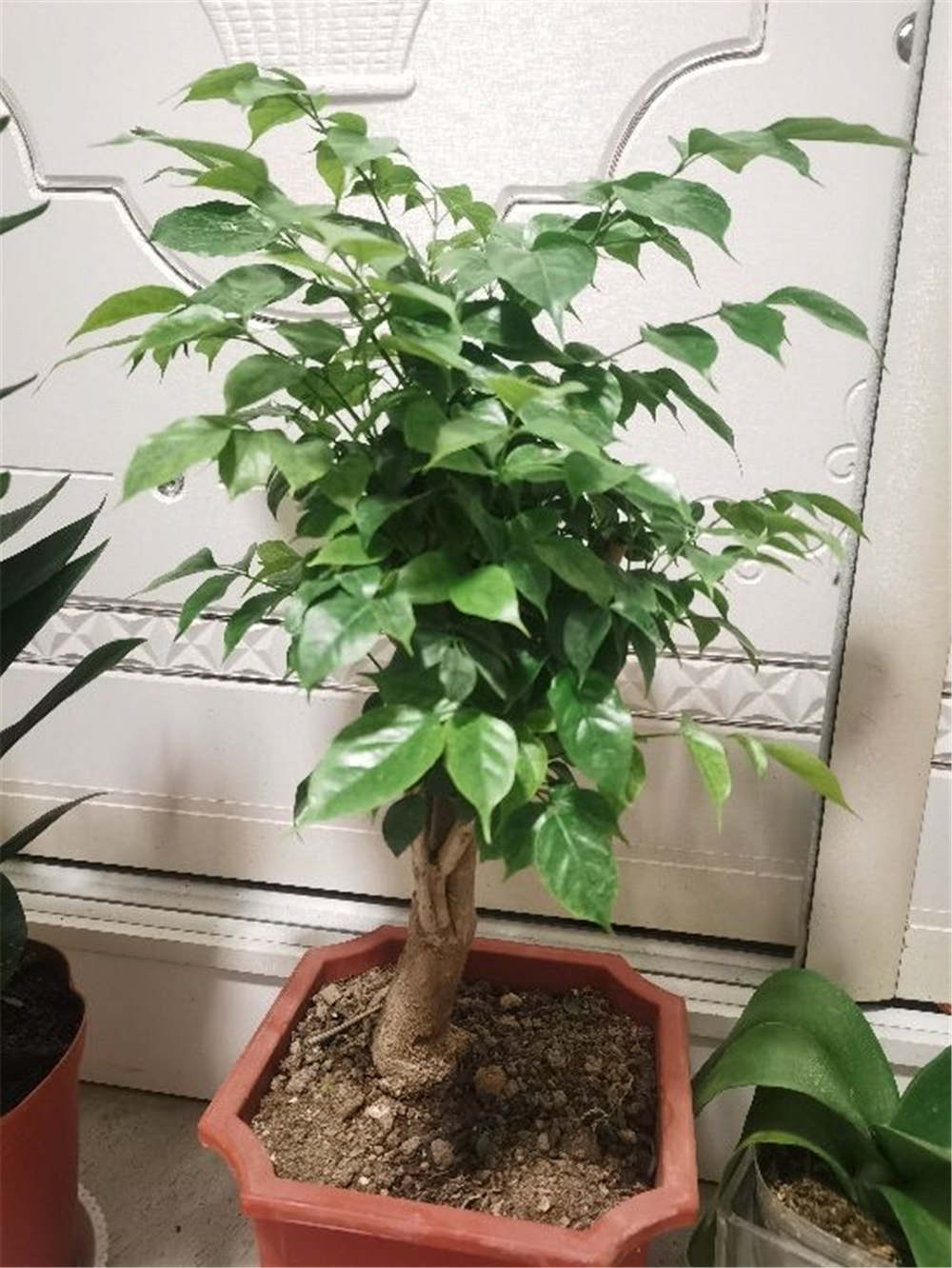 幸福树 幸福树