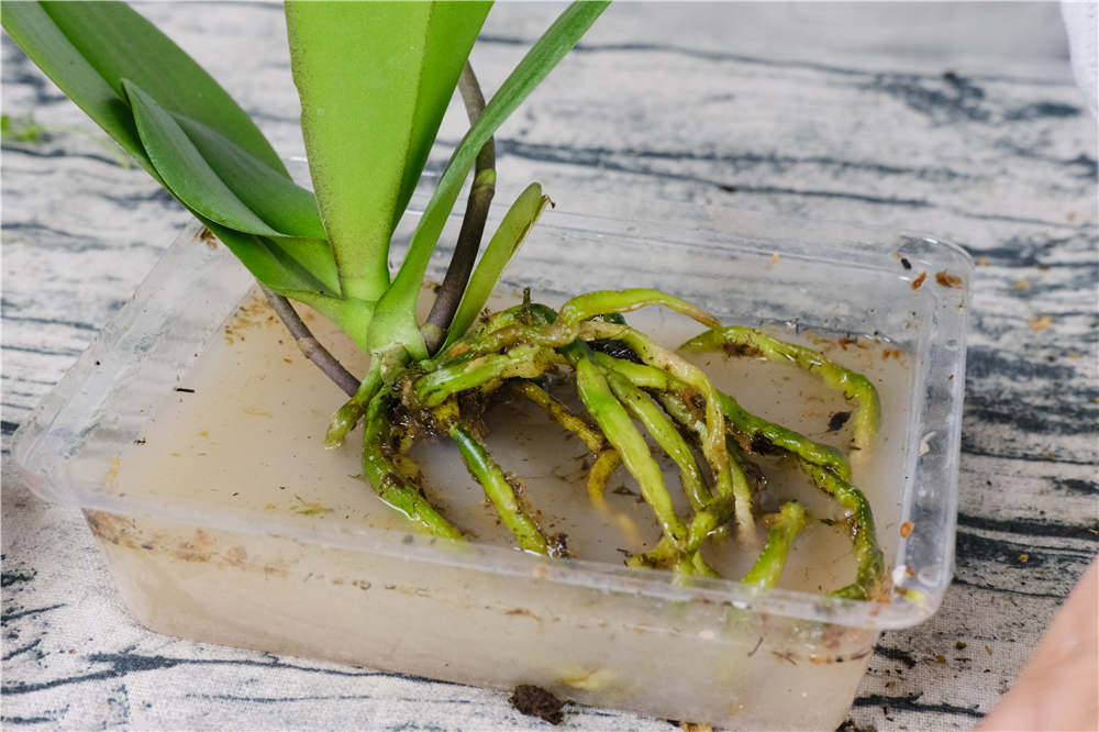 蝴蝶兰 蝴蝶兰