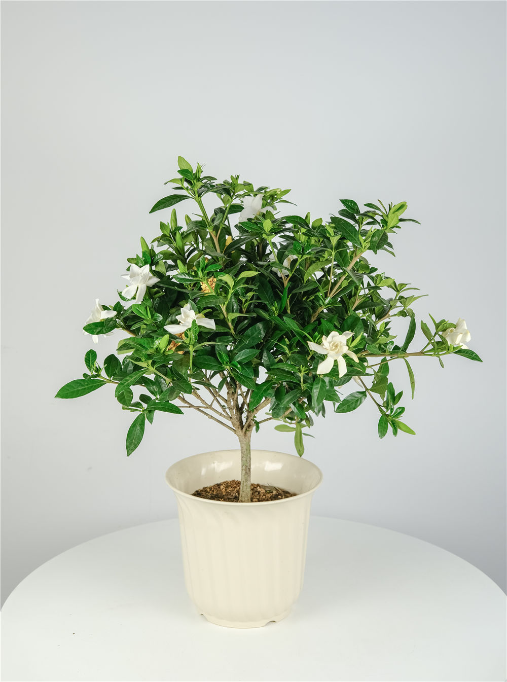 栀子花 栀子花