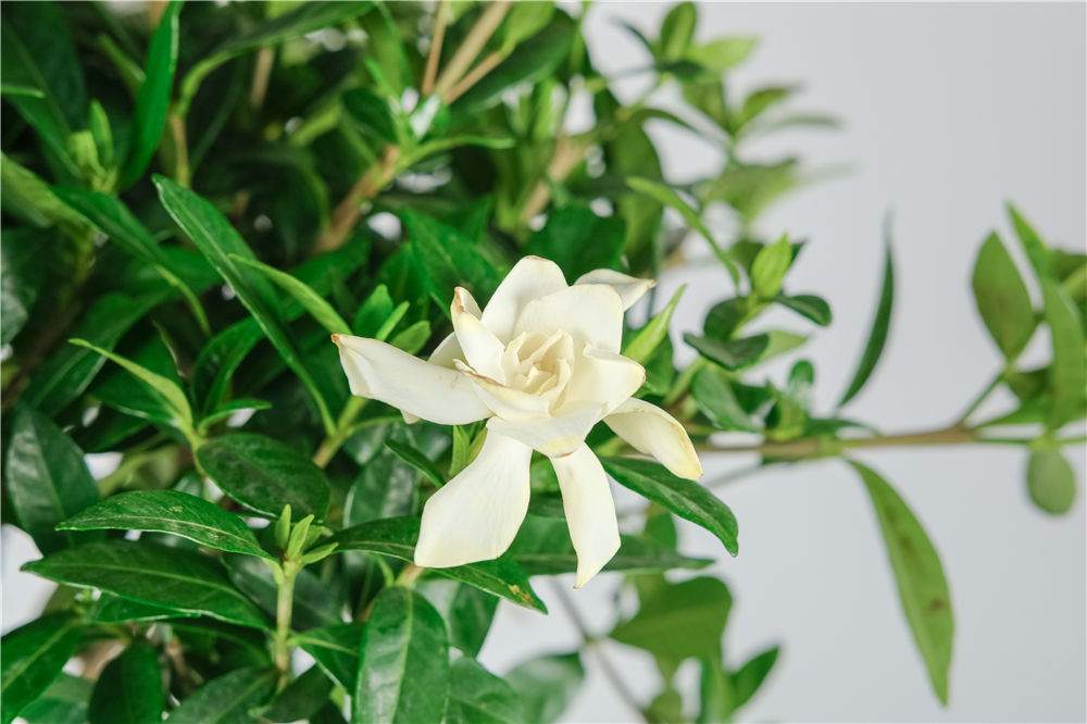 栀子花 栀子花
