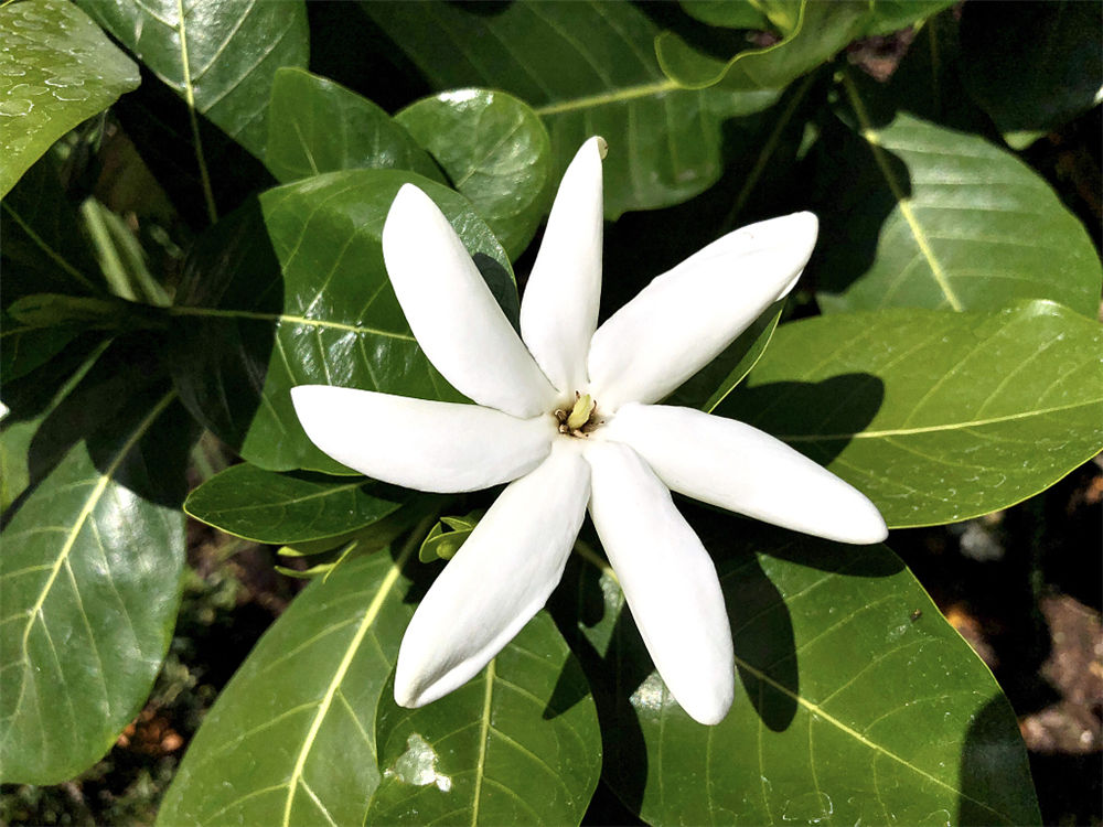 栀子花 栀子花