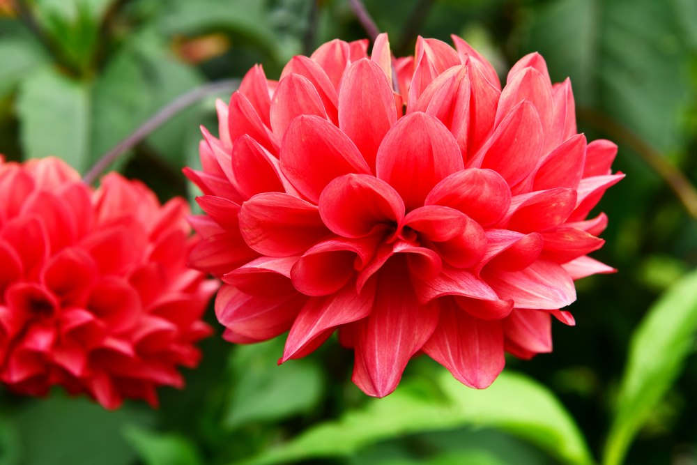大丽花 大丽花