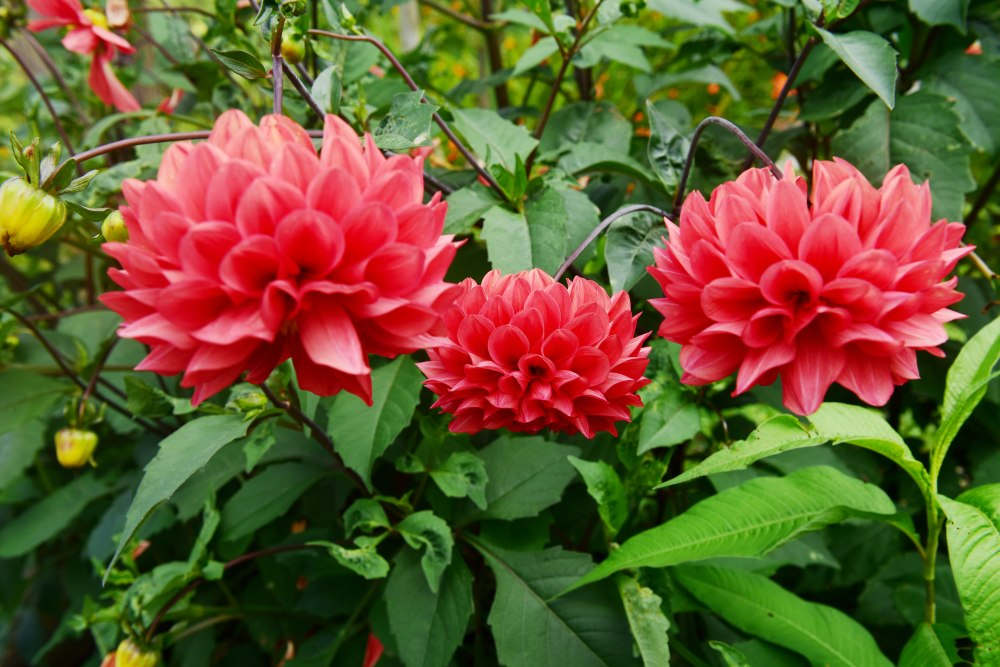 大丽花 大丽花