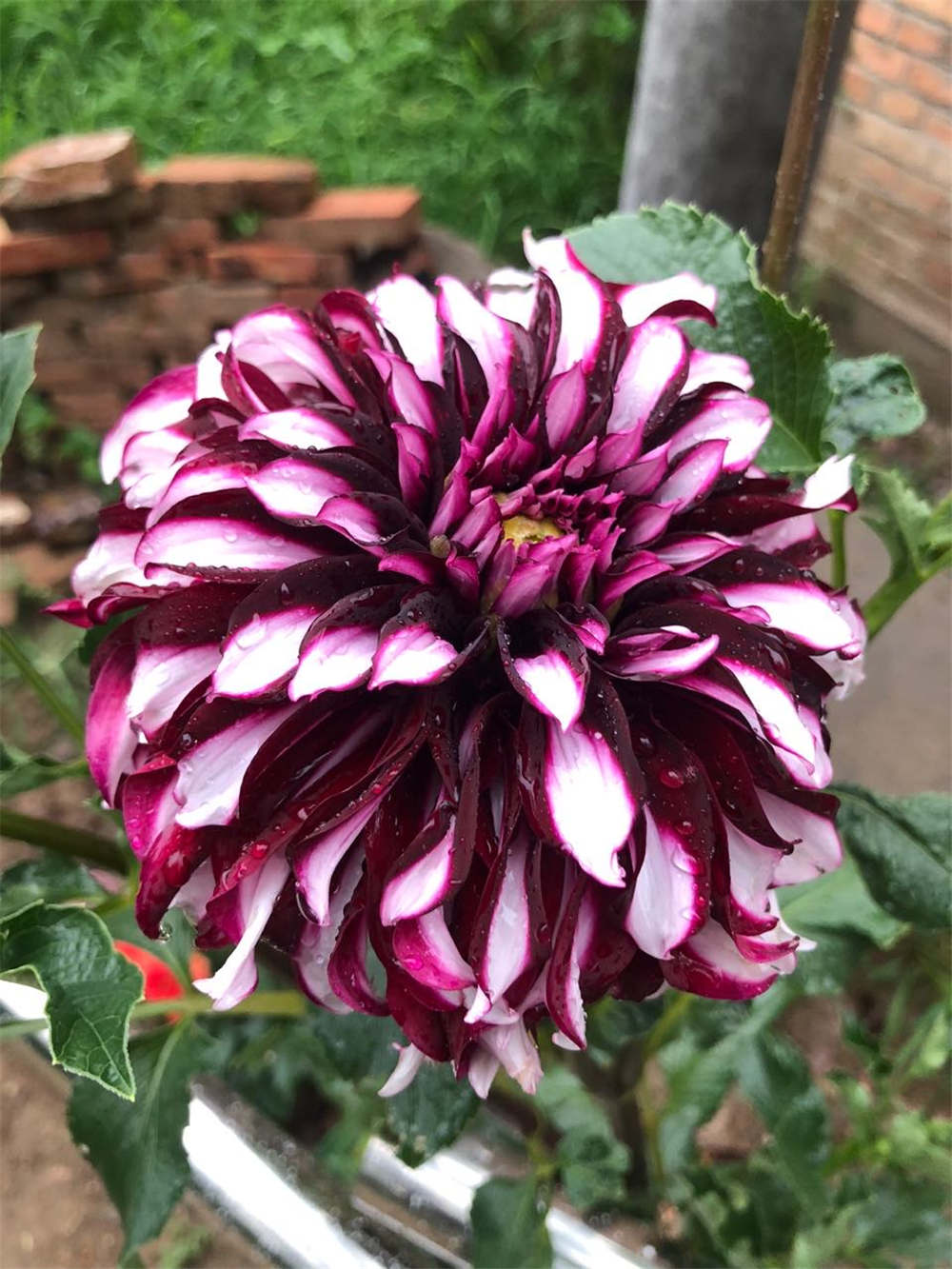大丽花 大丽花